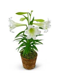 Easter Lily Plant in Basket from The Posie Shoppe in Prineville, OR