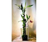 Lucky Bamboo plant arrangement