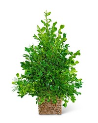 Bare Boxwood Tree from The Posie Shoppe in Prineville, OR
