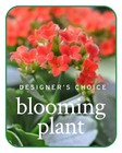 In-Season Blooming Plant from The Posie Shoppe in Prineville, OR