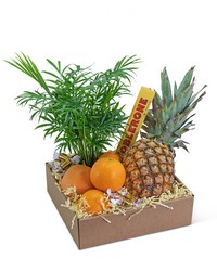 Tropical Oasis Basket from The Posie Shoppe in Prineville, OR