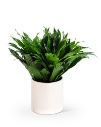 Dracaena Compacta from The Posie Shoppe in Prineville, OR
