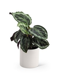Calathea Plant from The Posie Shoppe in Prineville, OR