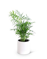 Parlor Palm Plant from The Posie Shoppe in Prineville, OR