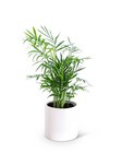 Parlor Palm Plant from The Posie Shoppe in Prineville, OR