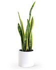 Sansevieria Plant from The Posie Shoppe in Prineville, OR