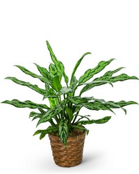 Chinese Evergreen Plant from The Posie Shoppe in Prineville, OR