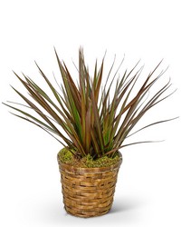 Dracaena Marginata in a Basket from The Posie Shoppe in Prineville, OR