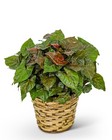 Arrowhead Plant in Basket from The Posie Shoppe in Prineville, OR