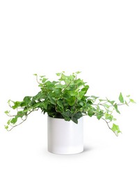 English Ivy Plant from The Posie Shoppe in Prineville, OR