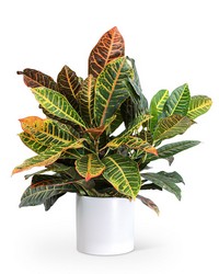 Croton Petra Plant from The Posie Shoppe in Prineville, OR