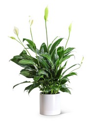 Peace Lily Plant from The Posie Shoppe in Prineville, OR