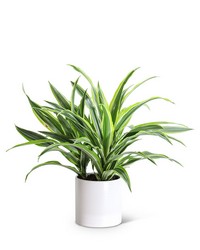 Dracaena Lemon Lime Plant from The Posie Shoppe in Prineville, OR