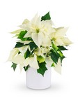 White Poinsettia Plant from The Posie Shoppe in Prineville, OR