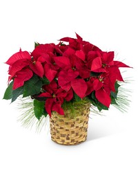 Red Poinsettia Basket from The Posie Shoppe in Prineville, OR