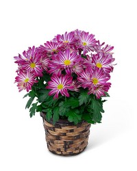 Purple Daisy Chrysanthemum Plant from The Posie Shoppe in Prineville, OR