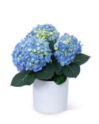 Blue Hydrangea Plant from The Posie Shoppe in Prineville, OR
