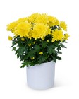 Yellow Chrysanthemum Plant from The Posie Shoppe in Prineville, OR