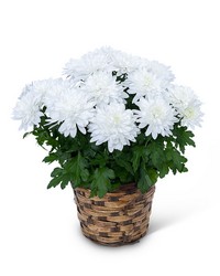 White Chrysanthemum Plant from The Posie Shoppe in Prineville, OR