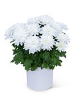 White Chrysanthemum Plant from The Posie Shoppe in Prineville, OR