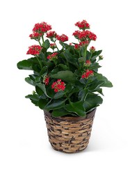 Red Kalanchoe Plant from The Posie Shoppe in Prineville, OR