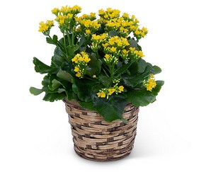 Yellow Kalanchoe Plant from The Posie Shoppe in Prineville, OR