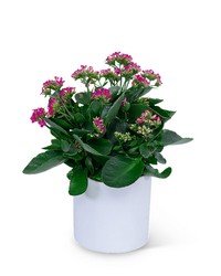 Pink Kalanchoe Plant from The Posie Shoppe in Prineville, OR