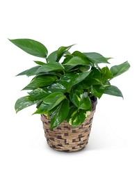 Pothos Plant in Basket from The Posie Shoppe in Prineville, OR