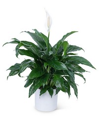 Peace Lily Plant from The Posie Shoppe in Prineville, OR