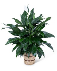 Medium Peace Lily Plant from The Posie Shoppe in Prineville, OR