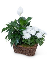 Peace Lily with White Mum Plant from The Posie Shoppe in Prineville, OR