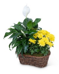 Peace Lily with Yellow Mum Plant from The Posie Shoppe in Prineville, OR
