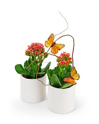 Kalanchoe Garden Duo from The Posie Shoppe in Prineville, OR