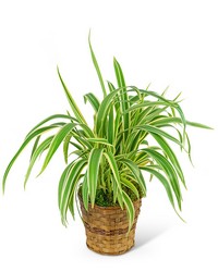Flax Lily Plant in Basket from The Posie Shoppe in Prineville, OR