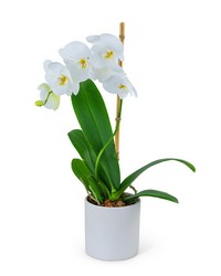 White Orchid Plant from The Posie Shoppe in Prineville, OR