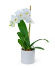 White Orchid Plant from The Posie Shoppe in Prineville, OR