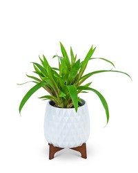 Mod Bromeliad Plant from The Posie Shoppe in Prineville, OR