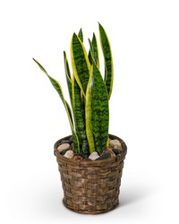 Sansevieria Plant in Basket from The Posie Shoppe in Prineville, OR