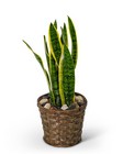 Sansevieria Plant in Basket from The Posie Shoppe in Prineville, OR