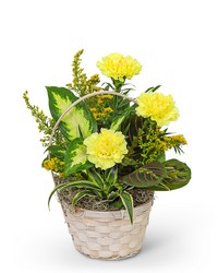 Dish Garden with Yellow Florals from The Posie Shoppe in Prineville, OR