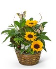 Dish Garden with Sunflowers and Butterflies from The Posie Shoppe in Prineville, OR