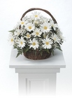 Daisy basket arrangement 