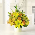 Sunshine Splendor 