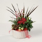 Merry Christmas dish garden