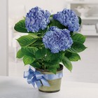 Hydrangea plant
