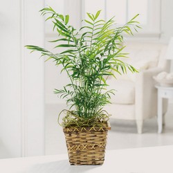 Paradise palm plant from The Posie Shoppe in Prineville, OR