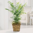 Paradise palm plant