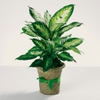 Delightful diffenbachia plant