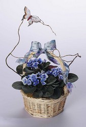 African violet basket from The Posie Shoppe in Prineville, OR