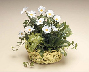 Dish garden with white daisy plant from The Posie Shoppe in Prineville, OR